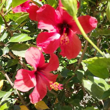 Hibiscus * Afantou
