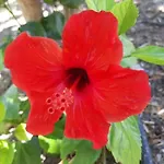 Hibiscus Apartament Afandu