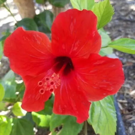 Hibiscus Daire Afantou