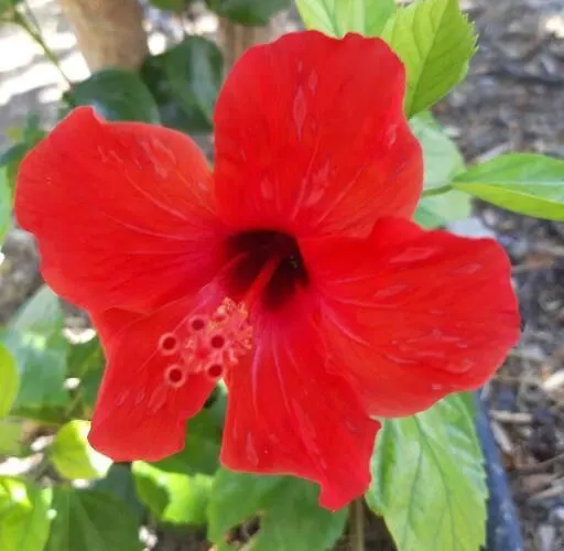 Hibiscus Διαμέρισμα Αφάντου